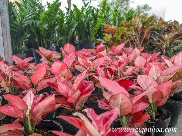 Vườn ươm Hồng Phát Lộc