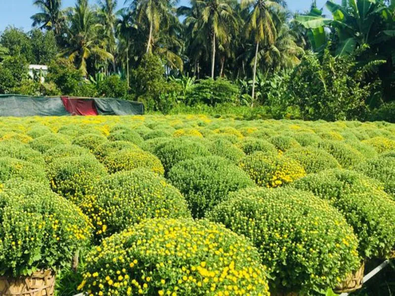 Những chùm chôm chôm chín đỏ rực cả một góc vườn tại Bến Tre