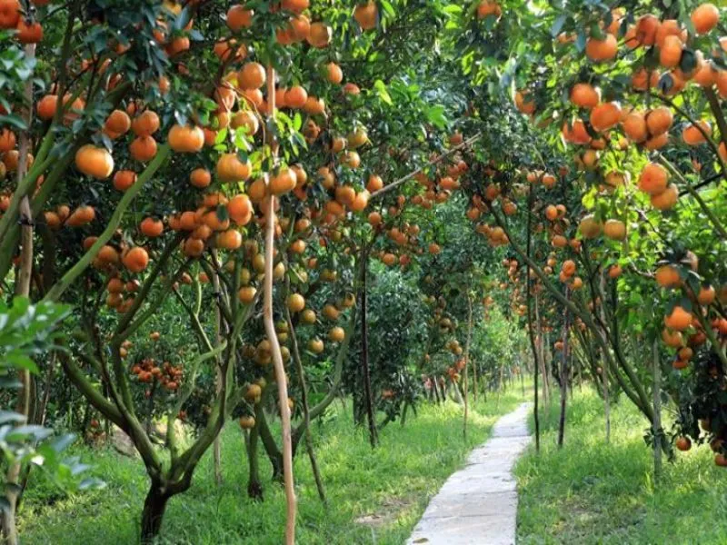 Những chùm trái cây chín mọng treo lủng lẳng trên cành tại vườn