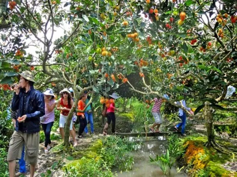 Du khách thích thú trải nghiệm hái măng cụt trực tiếp tại vườn