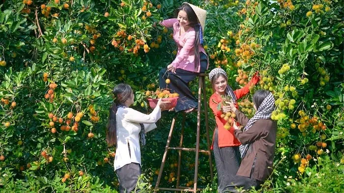 Vườn trái cây Tám Lộc với các hoạt động giải trí