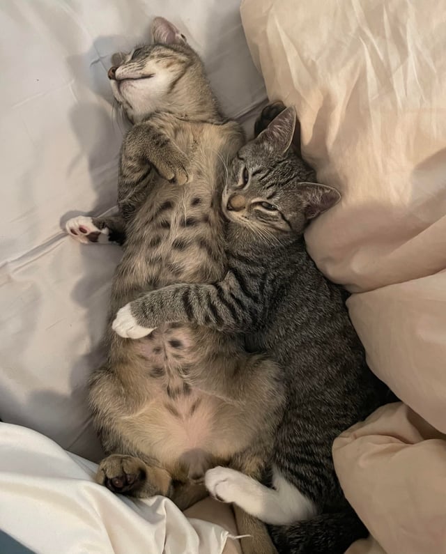 Cách Chăm Sóc Cây Mít Ta Hiệu Quả: Từ A Đến Z Cho Người Trồng