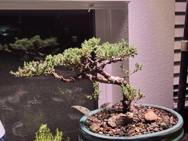 Trồng Cây: Hành Trình Ý Nghĩa Từ Tình Yêu Đến Kiến Tạo Tương Lai Xanh