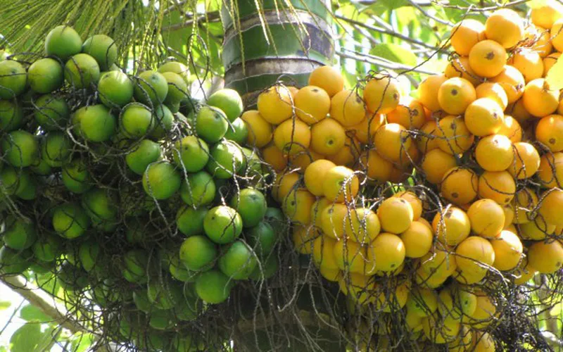 buồng cau nhiều quả