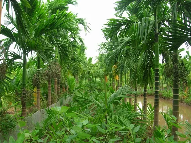 cách chọn giống cau