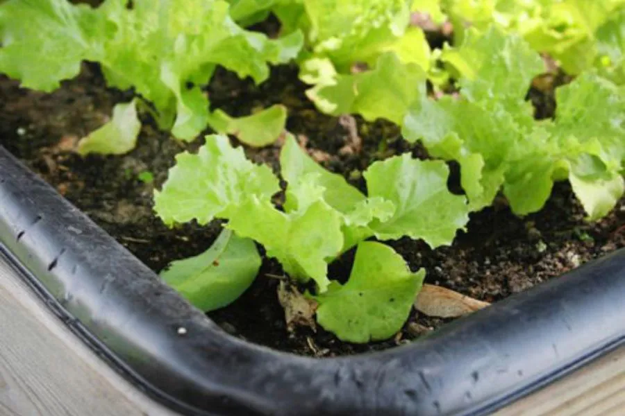 xa-lach-rau-trong-mua-dong