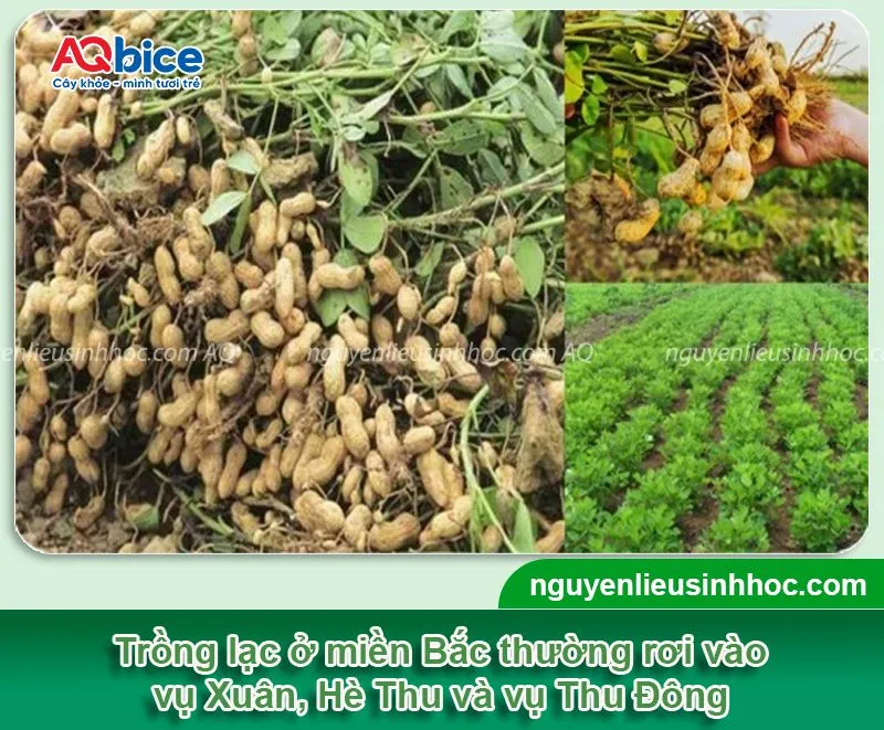 Thời vụ trồng lạc ở miền Bắc cho củ to, năng suất cao