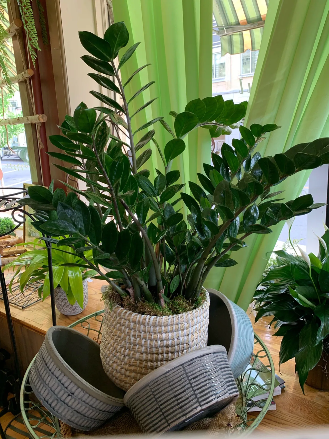 5 loại cây phong thủy trong nhà vừa “hút” tài lộc, vừa mang đến lợi ích bất ngờ cho sức khỏe - 3