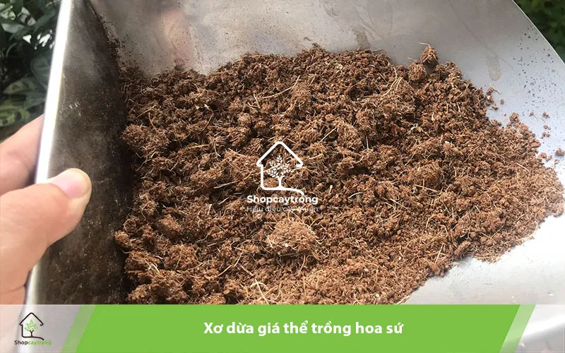 Xơ dừa là giá thể được sử dụng rất phổ biến