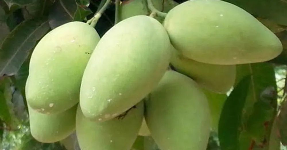 Xoài Cát Hòa Lộc