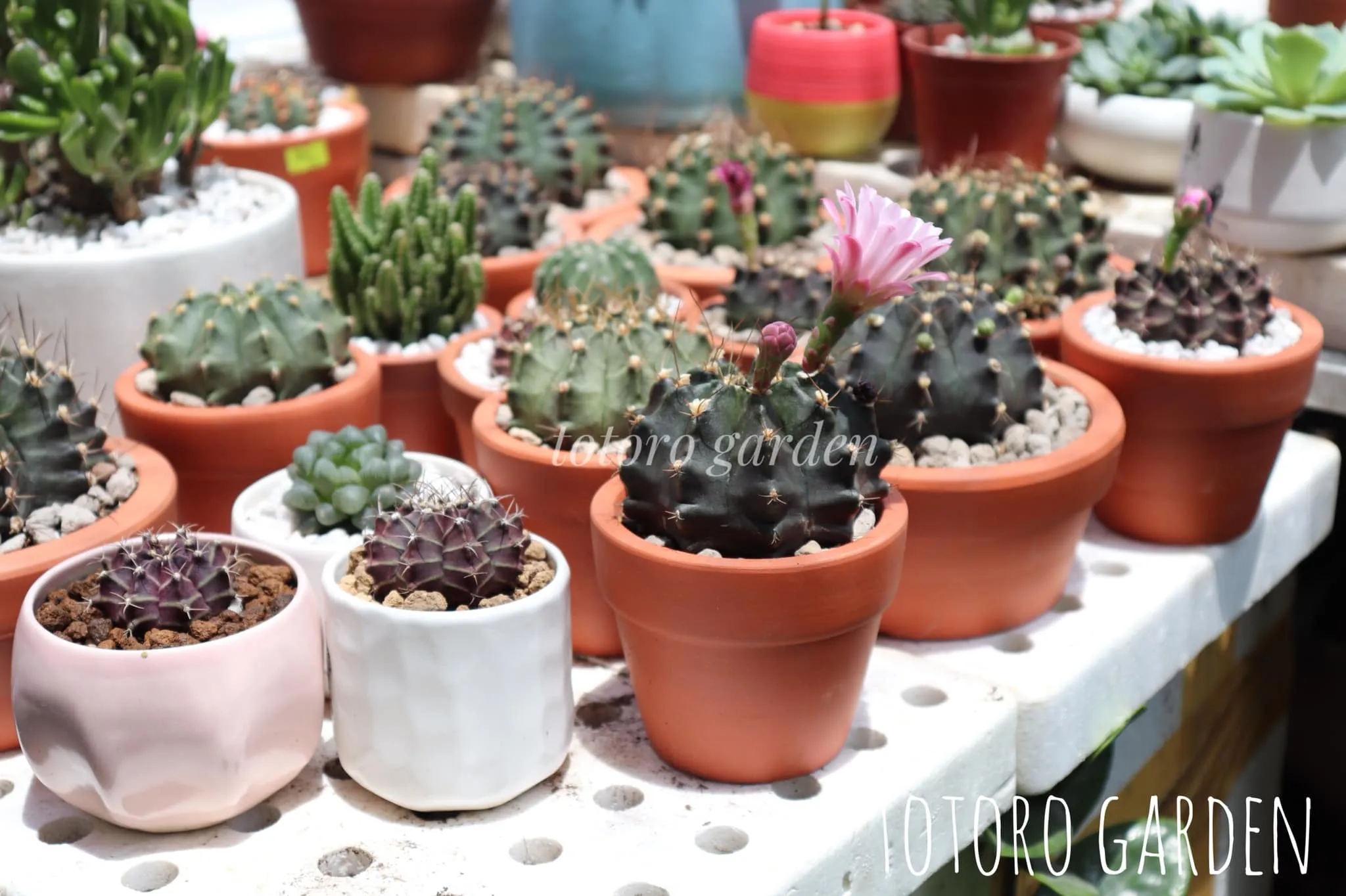 Chậu đất nung và gốm tráng men phù hợp trồng sen đá