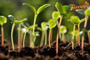 XỬ LÝ GIÁ THỂ XƠ DỪA TRỒNG RAU MẦM