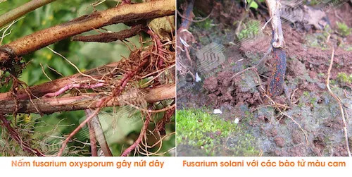 Lớp bảo tử nấm màu cam bao phủ vết nứt trên thân khoai lang