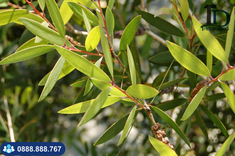 Cây Xà Cừ: Đặc Điểm, Công Dụng Vượt Trội và Hướng Dẫn Trồng Chi Tiết