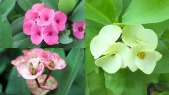 Các màu sắc của cây xương rồng bát tiên