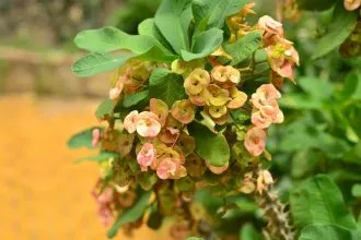 Hoa xương rồng bát tiên tượng trưng cho lòng bất khuất và tình yêu mãnh liệt