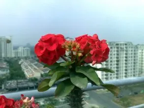 Nếu được chăm sóc tốt thì cây xương rồng bát tiên sẽ cho ra hoa đẹp lung linh