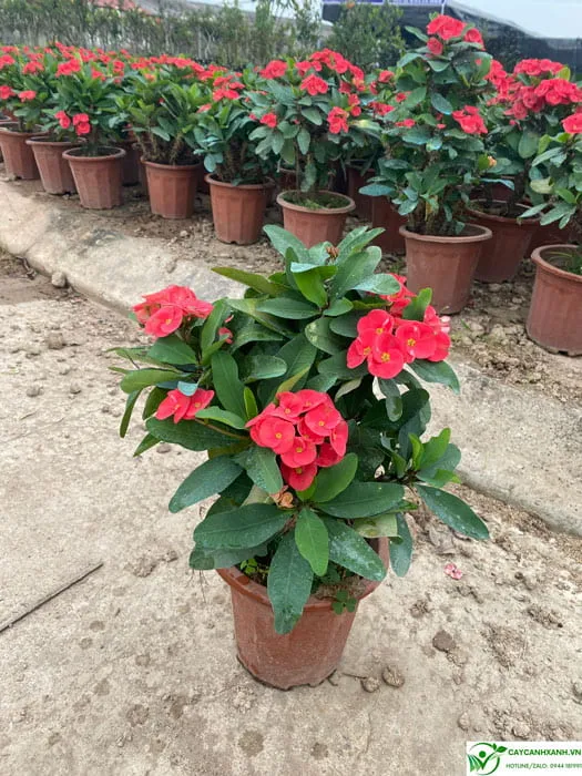 Cây xương rồng bát tiên hoa nở đỏ rực rỡ