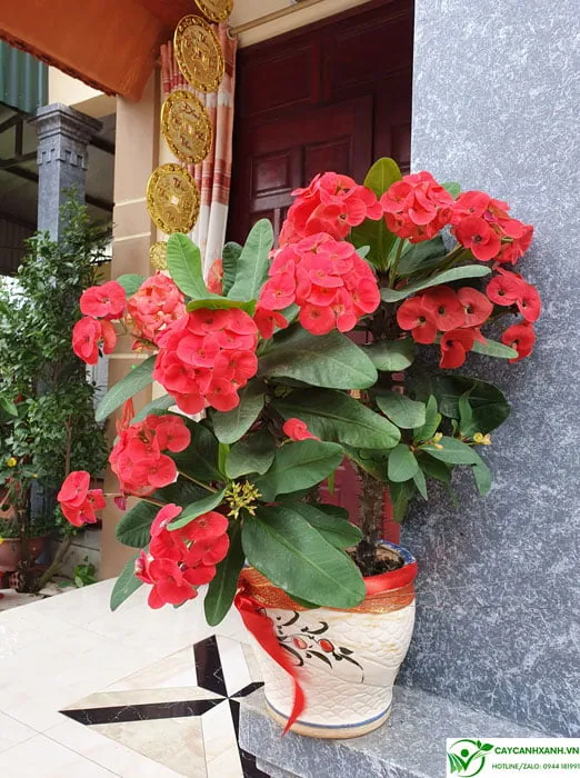 Xương rồng bát tiên trồng chậu đặt trước cửa