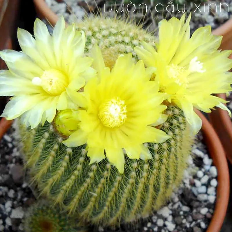 Ưu mầm hoa xương rồng bóng vàng từ hạt