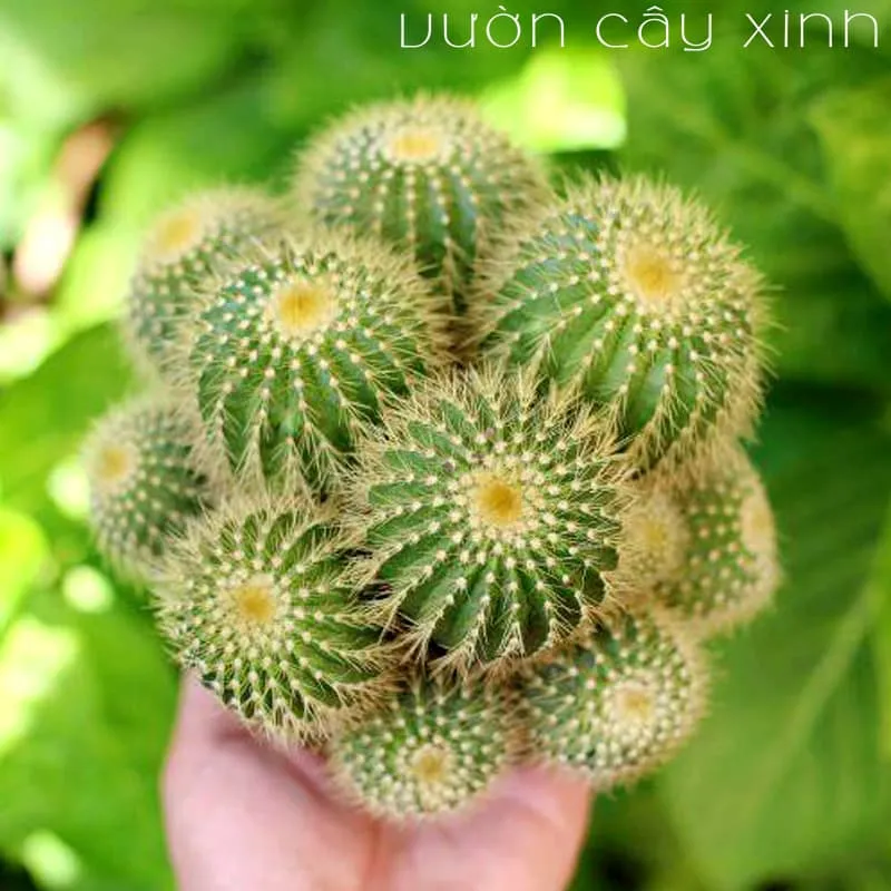 Chậu xương rồng bóng vàng bụi lớn