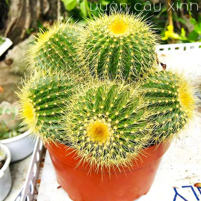 Kỹ thuật tưới nước cho xương rồng bóng vàng