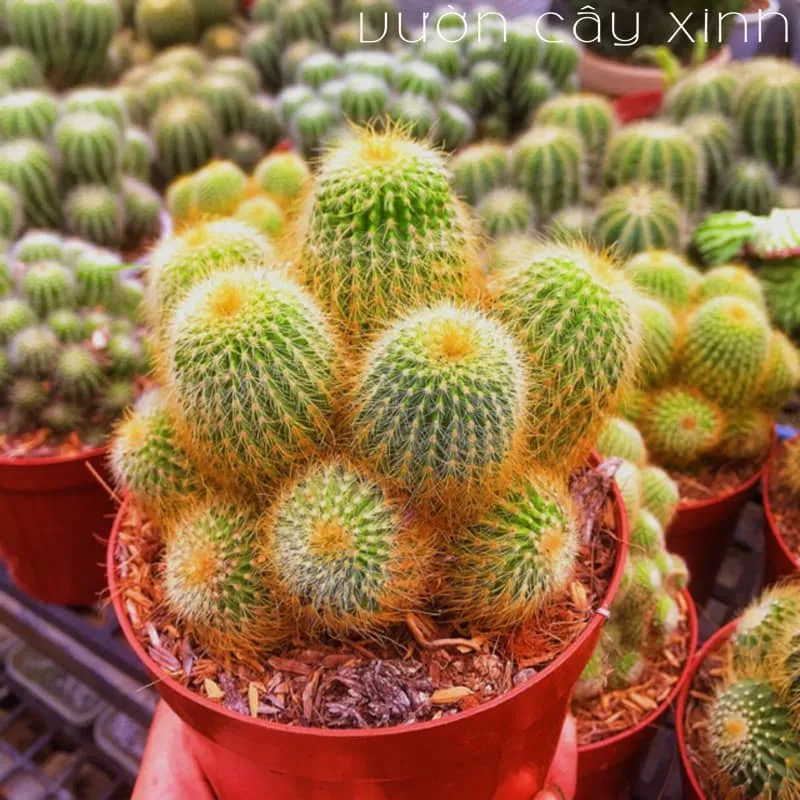 Cận cảnh gai vàng óng của xương rồng bóng vàng