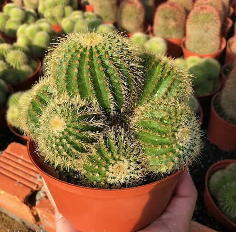 Ánh sáng mặt trời giúp xương rồng phát triển tốt