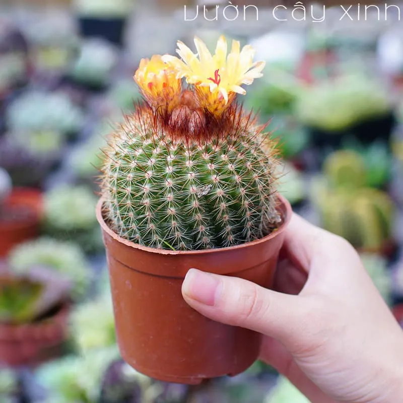 Hoa xương rồng bóng vàng nở rộ màu vàng chanh