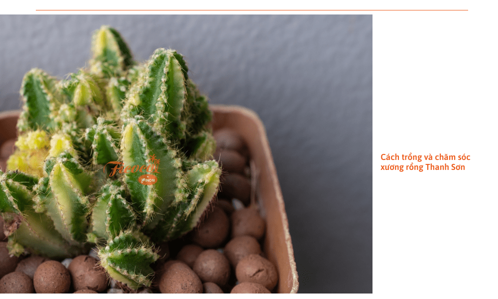 xuong-rong-thanh-son