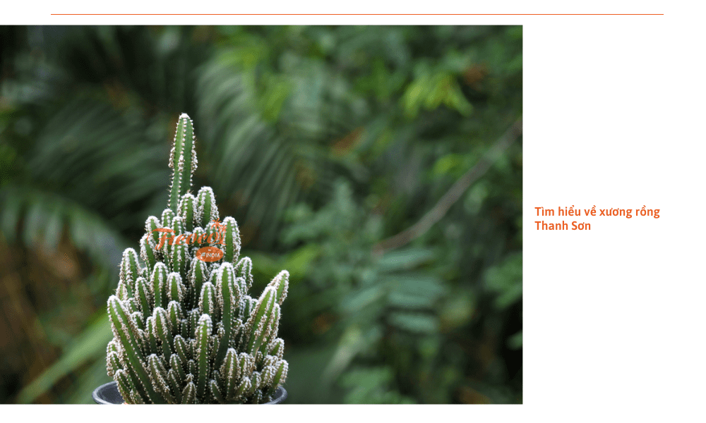 xuong-rong-thanh-son