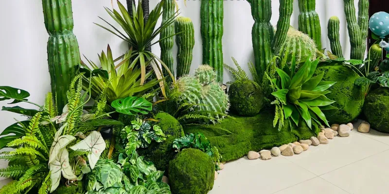 Xương rồng được nhiều gia đình, quán xá sử dụng trồng bồn hoa trước cửa