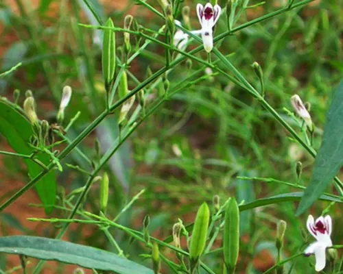 cách chăm sóc xuyên tâm liên