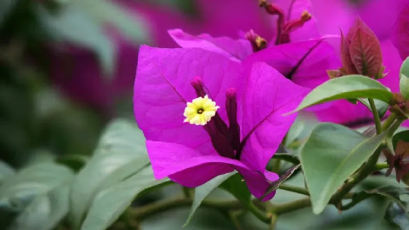 Cây hoa giấy là cây dễ trồng, dễ chăm sóc, tuy nhiên bạn cũng nên chú ý một số đặc điểm sau đây để dễ dàng trồng và chăm sóc cây nhé!