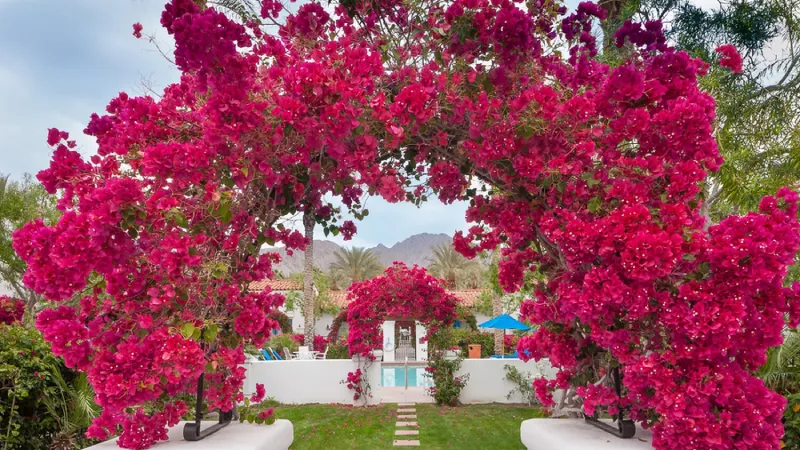 Cây hoa giấy có hoa mang nhiều loại màu sắc tươi sáng nên còn tượng trưng cho những may mắn,phát tài, phát lộc