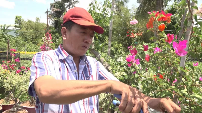 Cắt tỉa cây giúp cây hoa giấy nhanh trổ hoa