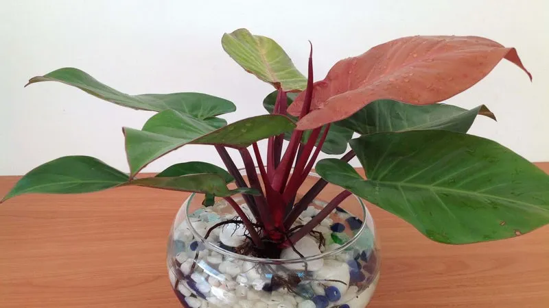 Trầu bà đế vương mang những ý nghĩa tốt đẹp trong phong thủy