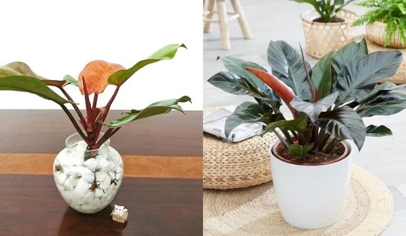 Trầu bà đế vương là loài cây cảnh rất được yêu thích