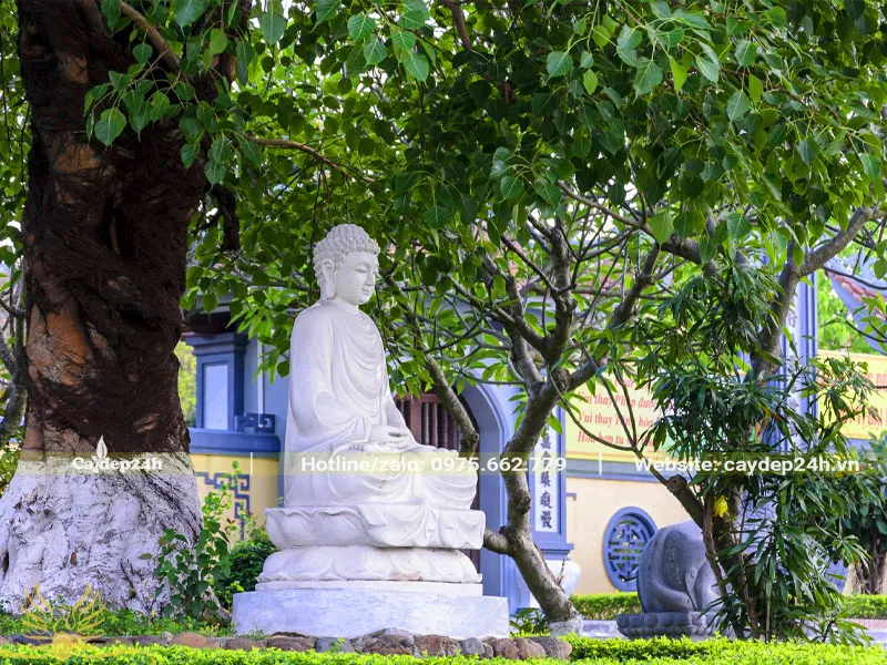 Cây Bồ Đề trồng ở chùa tượng trưng cho Đức Phật và sự thức tỉnh