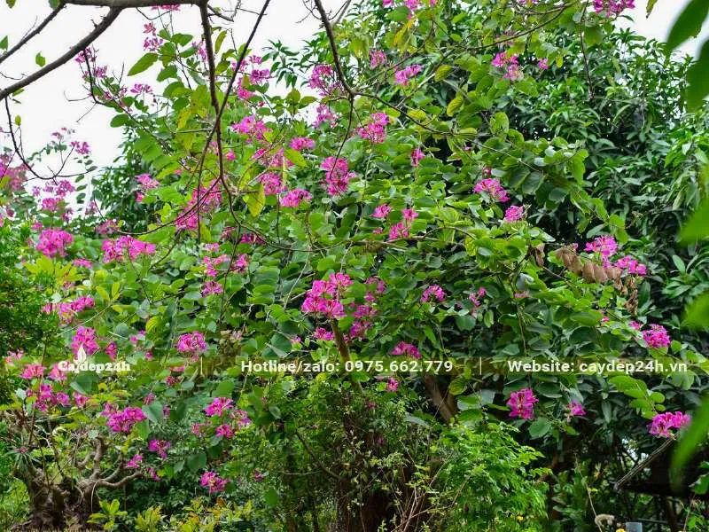 Màu hoa tím xen cùng màu xanh của tán lá đẹp một cách xuất sắc