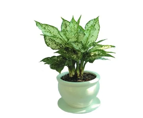 Cây Ngọc Ngân với lá xanh viền trắng đặc trưng