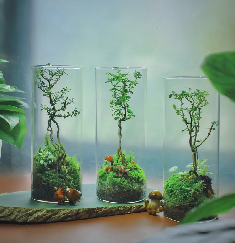 Ý nghĩa phong thủy của cây sam hương