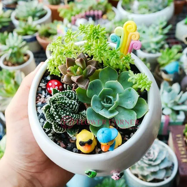 ý nghĩa của hoa sen đá trong phong thủy