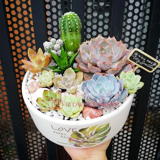 ý nghĩa của cây hoa sen đá trong tình yêu