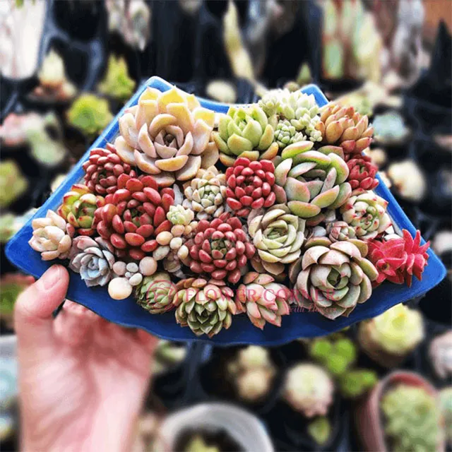 ý nghĩa của hoa sen đá trong cuộc sống