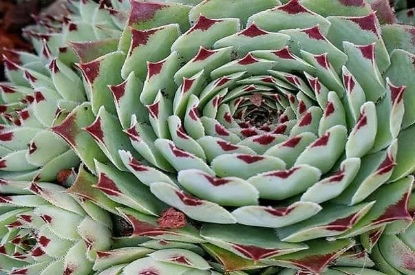 ý nghĩa của sen đá phật bà