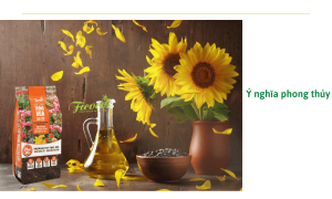 Ý nghĩa đặc biệt của loài hoa hướng dương