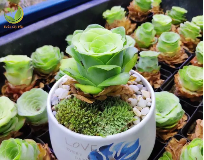 Biểu tượng của tình yêu bền chặt và tài lộc từ sen đá hoa hồng xanh