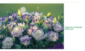 Ý nghĩa hoa cát tường và cách trồng hoa luôn tươi tốt