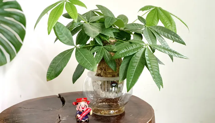 Ý nghĩa phong thủy của cây kim ngân mang lại tài lộc và bình an cho gia chủ